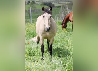 PRE, Stute, 14 Jahre, 163 cm, Buckskin