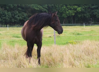 PRE, Stute, 14 Jahre, 164 cm, Rappe