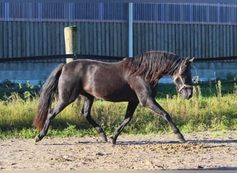 PRE, Stute, 14 Jahre, 164 cm, Rappe