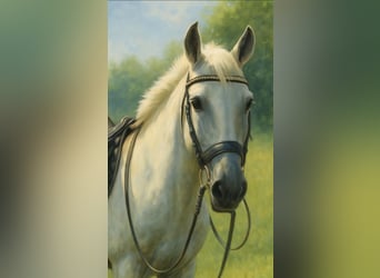 PRE Mix, Stute, 15 Jahre, 152 cm