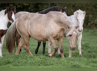 PRE Mix, Stute, 15 Jahre, 156 cm, Palomino