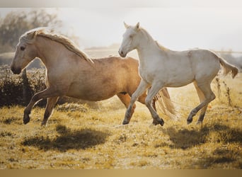 PRE Mix, Stute, 15 Jahre, 156 cm, Palomino