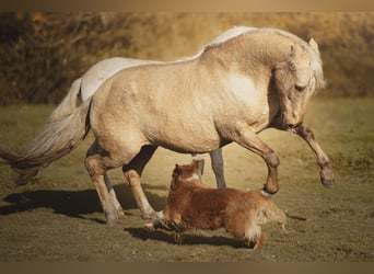 PRE Mix, Stute, 15 Jahre, 156 cm, Palomino