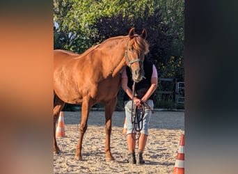 PRE, Stute, 15 Jahre, 158 cm