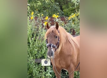 PRE, Stute, 15 Jahre, 158 cm, Fuchs