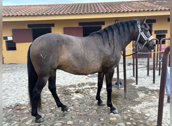 PRE, Stute, 15 Jahre, 160 cm, Dunkelbrauner
