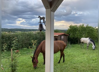 PRE, Stute, 15 Jahre, 160 cm, Dunkelbrauner