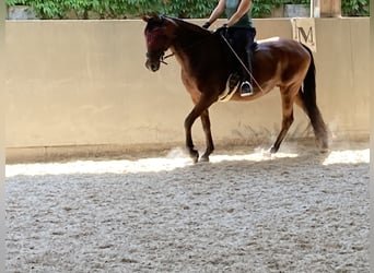 PRE, Stute, 15 Jahre, 160 cm, Dunkelbrauner