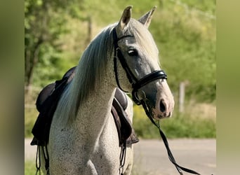 PRE, Stute, 15 Jahre, 163 cm, Fliegenschimmel