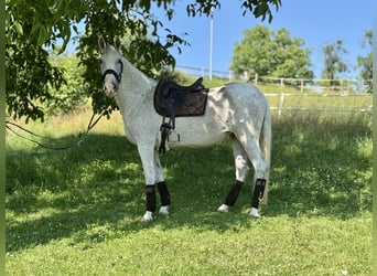 PRE, Stute, 15 Jahre, 163 cm, Fliegenschimmel