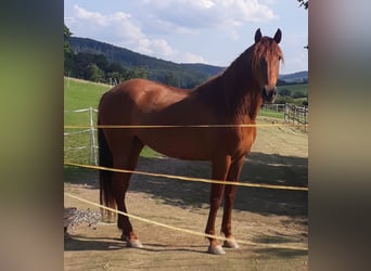 PRE Mix, Stute, 15 Jahre, 165 cm, Fuchs