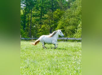 PRE Mix, Stute, 16 Jahre, 149 cm, Fliegenschimmel