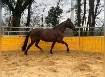 PRE Mix, Stute, 16 Jahre, 155 cm, Rappe