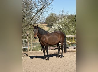 PRE Mix, Stute, 16 Jahre, 164 cm, Brauner