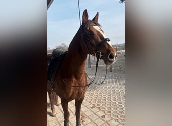 PRE, Stute, 17 Jahre, 153 cm, Dunkelfuchs