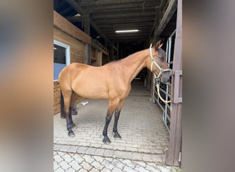 PRE Mix, Stute, 17 Jahre, 160 cm, Brauner