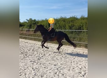 PRE Mix, Stute, 17 Jahre, 161 cm, Dunkelbrauner