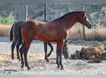 PRE Mix, Stute, 17 Jahre, 166 cm, Brauner