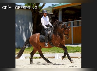 PRE Mix, Stute, 17 Jahre, 166 cm, Brauner