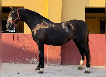 PRE Mix, Stute, 17 Jahre, 167 cm, Rappe