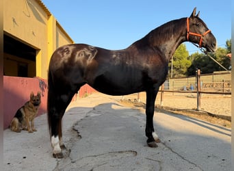 PRE Mix, Stute, 17 Jahre, 167 cm, Rappe