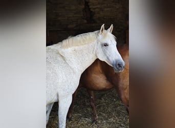 PRE, Stute, 18 Jahre, 150 cm, Fliegenschimmel