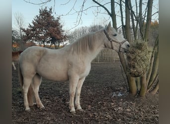 PRE Mix, Stute, 18 Jahre, 150 cm, Schimmel