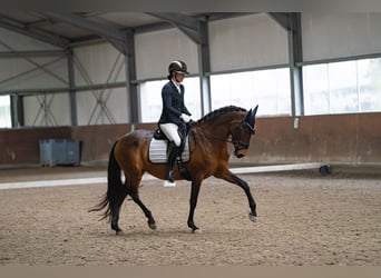 PRE, Stute, 18 Jahre, 162 cm, Brauner