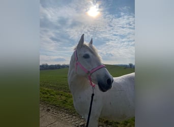 PRE, Stute, 19 Jahre, 155 cm