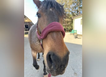 PRE Mix, Stute, 19 Jahre, 158 cm, Roan-Bay