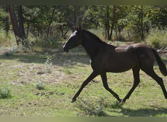 PRE Mix, Stute, 1 Jahr, 140 cm, Rappe