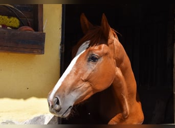 PRE Mix, Stute, 1 Jahr, 149 cm, Fuchs