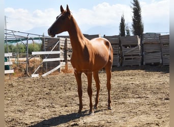 PRE Mix, Stute, 1 Jahr, 149 cm, Fuchs