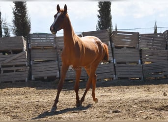 PRE Mix, Stute, 1 Jahr, 149 cm, Fuchs