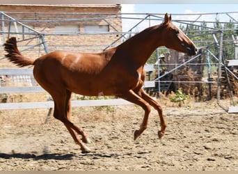 PRE Mix, Stute, 1 Jahr, 149 cm, Fuchs