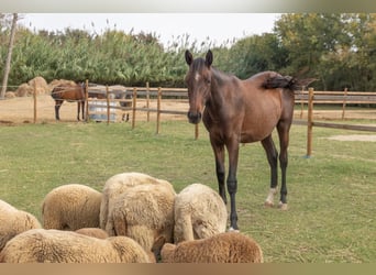 PRE Mix, Stute, 1 Jahr, 150 cm, Brauner