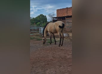 PRE Mix, Stute, 1 Jahr, 150 cm, Falbe