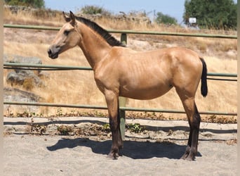 PRE Mix, Stute, 1 Jahr, 150 cm, Falbe