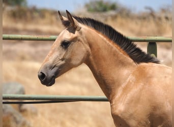 PRE Mix, Stute, 1 Jahr, 150 cm, Falbe