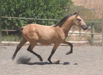 PRE Mix, Stute, 1 Jahr, 150 cm, Falbe