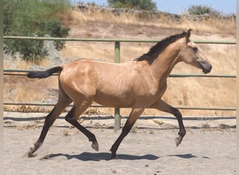 PRE Mix, Stute, 1 Jahr, 150 cm, Falbe
