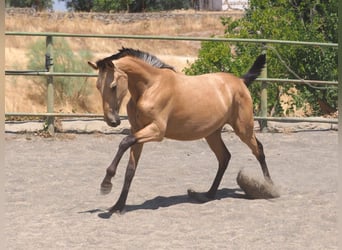 PRE Mix, Stute, 1 Jahr, 150 cm, Falbe