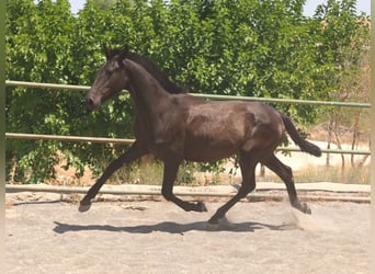 PRE Mix, Stute, 1 Jahr, 150 cm, Rappe
