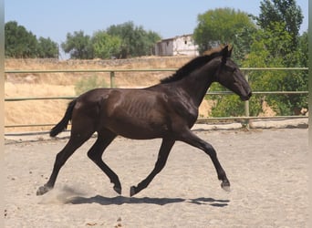 PRE Mix, Stute, 1 Jahr, 150 cm, Rappe