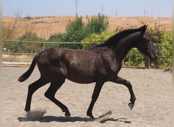 PRE Mix, Stute, 1 Jahr, 150 cm, Rappe