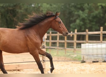 PRE Mix, Stute, 1 Jahr, 151 cm, Brauner