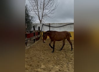 PRE, Stute, 1 Jahr, 152 cm, Brauner