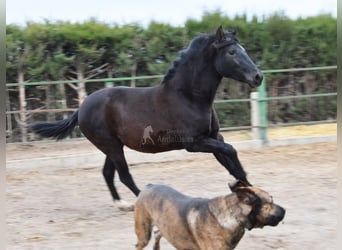 PRE Mix, Stute, 1 Jahr, 152 cm, Rappe