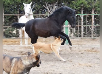 PRE Mix, Stute, 1 Jahr, 152 cm, Rappe