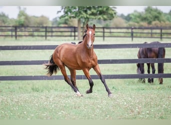 PRE Mix, Stute, 1 Jahr, 152 cm, Rotbrauner